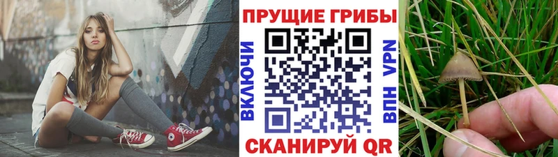 kraken ССЫЛКА  Цимлянск  Псилоцибиновые грибы Magic Shrooms  дарнет шоп 